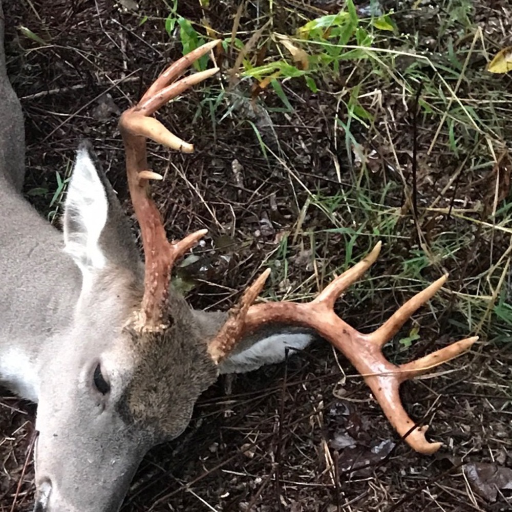 Meet your Posher, Allie